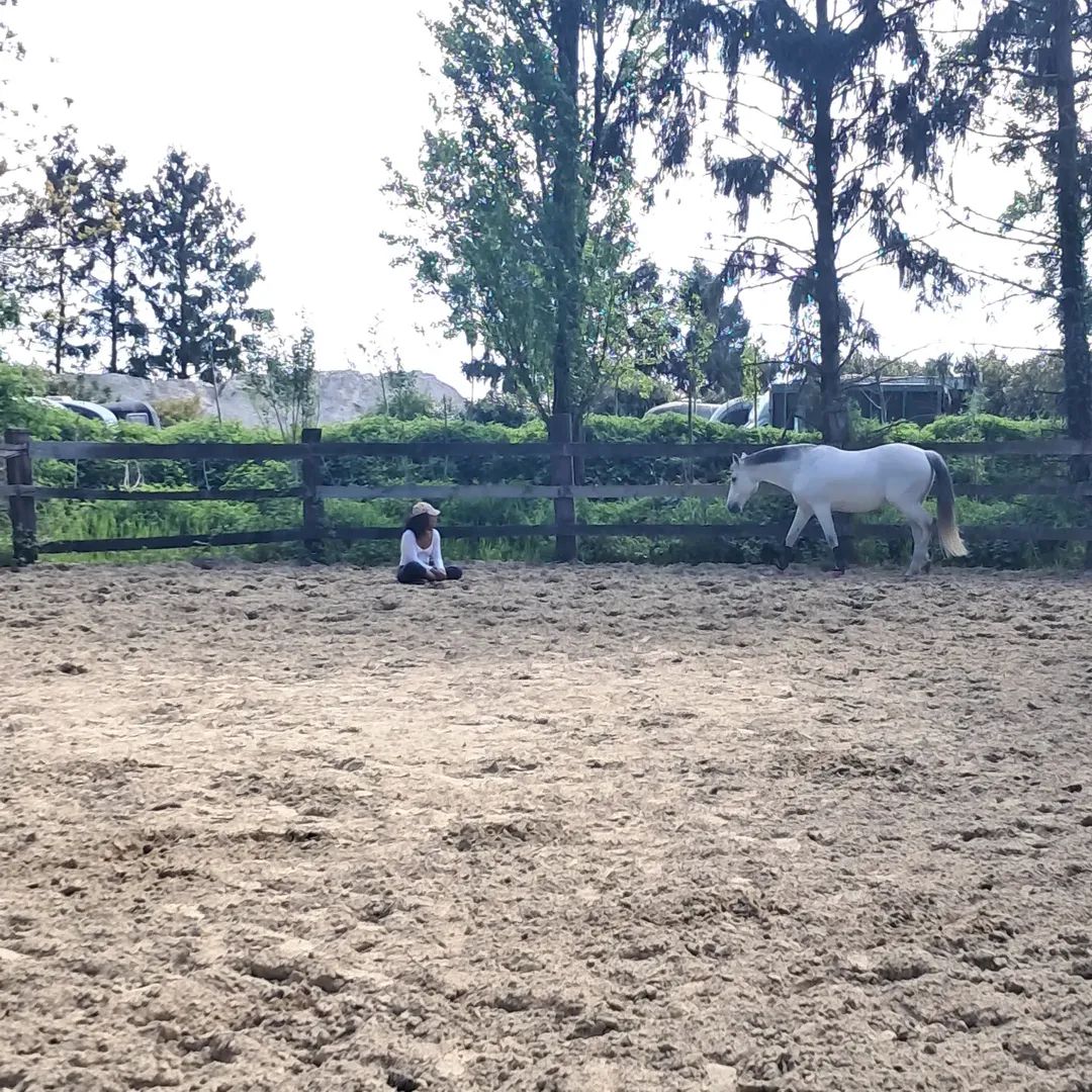 Une femme assise dans la carrière tandis qu'un cheval blanc marche en liberté