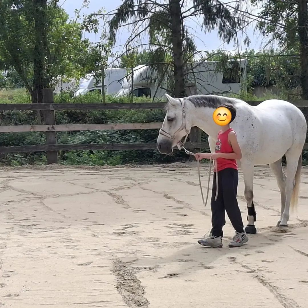 Un adolescent tient un cheval blanc en longe lors d'une séance de médiation équine